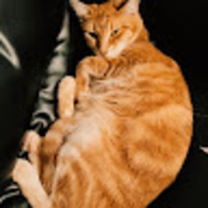 Meet your Posher, My crazy cats